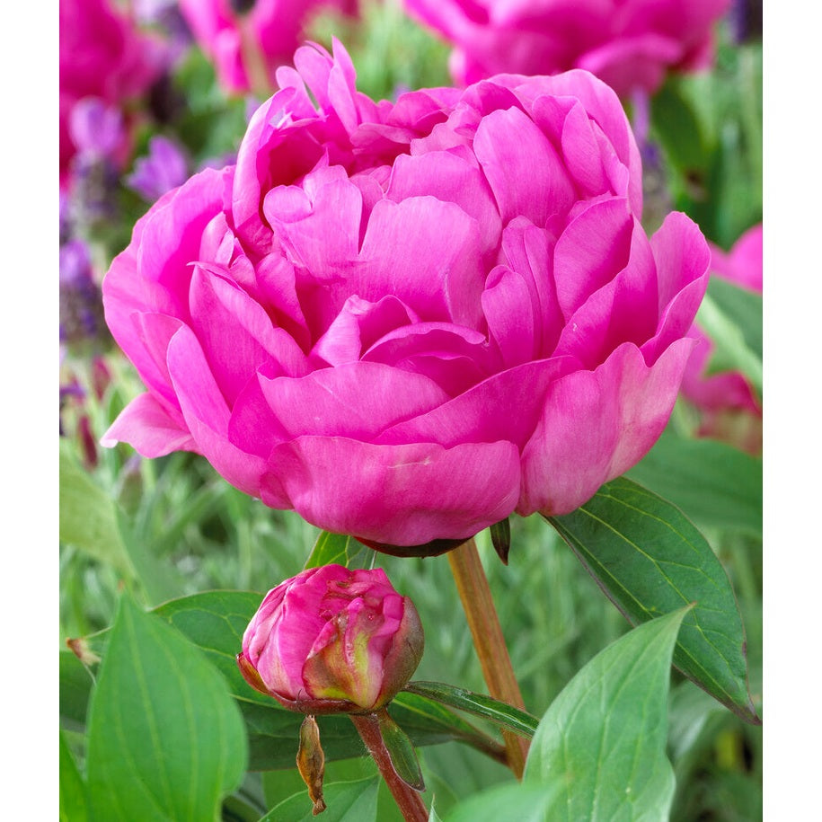 Pion-Paeonia Gilbert Barthelot 1-pakning