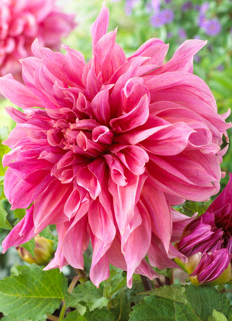 Dahlia Dekorativ Maki 1-pack