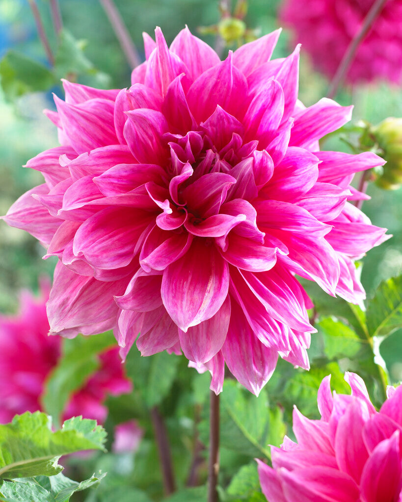 Dahlia Dekorativ Emory Paul 1-pakning NYHET
