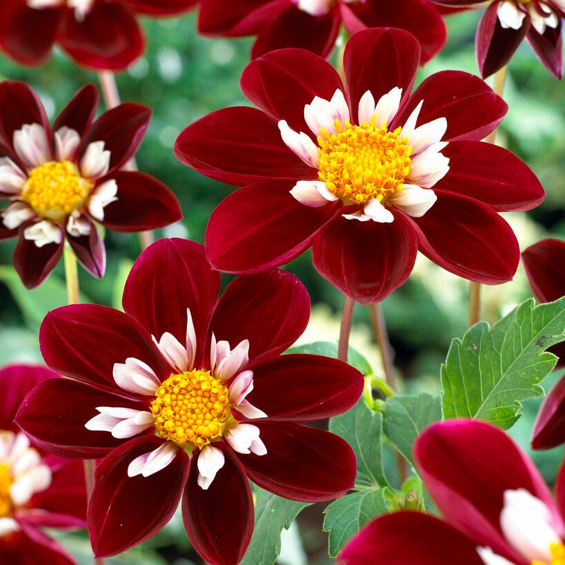 Dahlia Anemone Mary Eveline 1-pakning