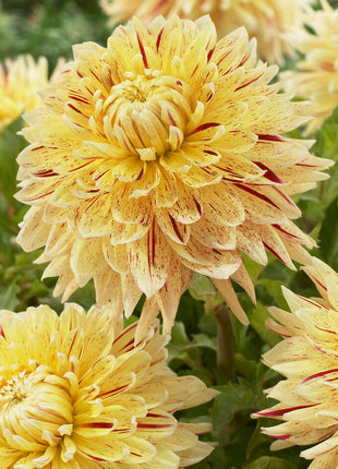 Dahlia Dekorativ Cambridge 1-pack