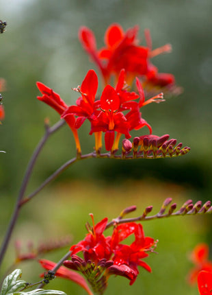 Montbretia-Crocosmia Lucifer 10-pakning