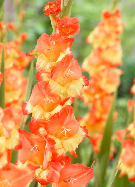 Gladiolus Princess Margeret Rose 10-pakning