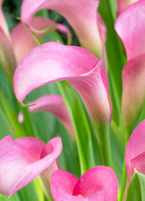 Zantedeschia Rehmanii 1-pakning