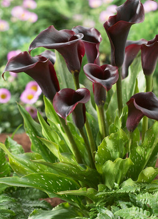 Zantedeschia Schwarzwald 1-pakning