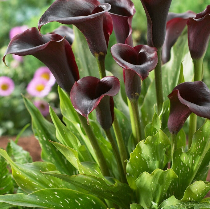 Zantedeschia Schwarzwalder 1-pakning