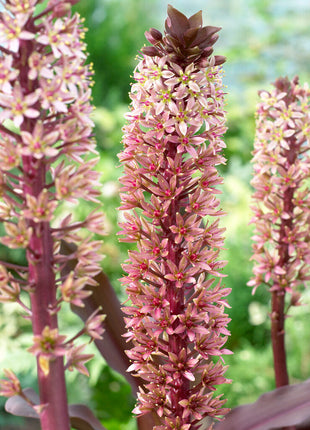 Dusk Lily-Eucomis Comosa 'Sparkling Burgundy' 1-pakning