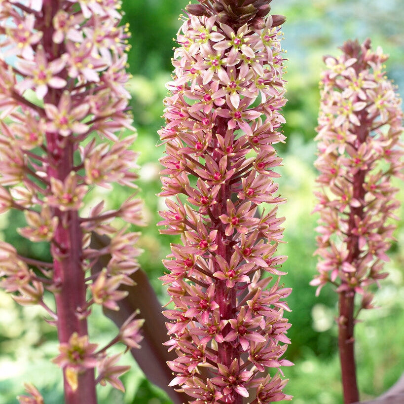 Tofslilje-Eucomis Comosa 'Sparkling Burgundy' 1-pakning