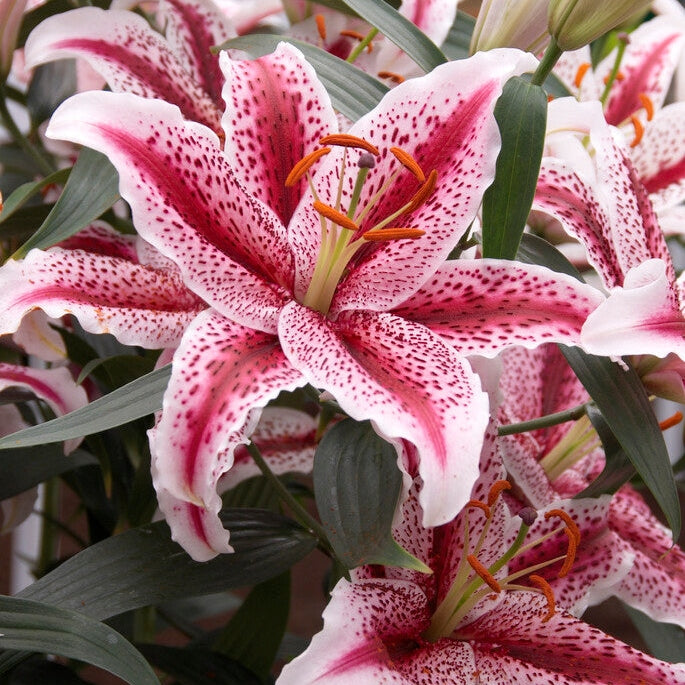 Lilje-Lilium Tigerwoods NYHET 2-pak