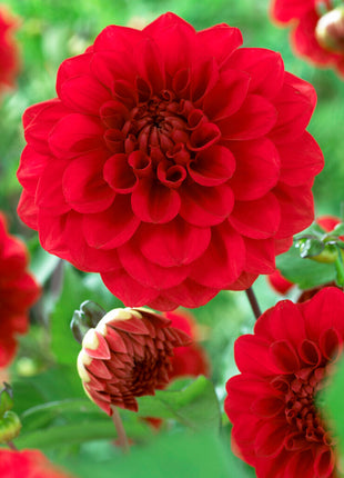 Dahlia Border Arnhem 1-pakning