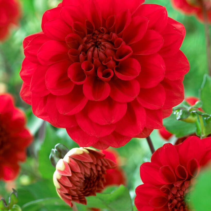 Dahlia Border Arnhem 1-pakning