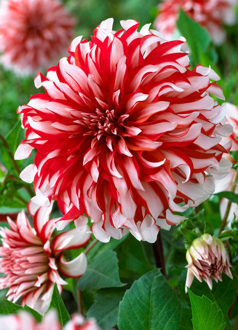 Dahlia Dekorativ Santa Claus 1-pack