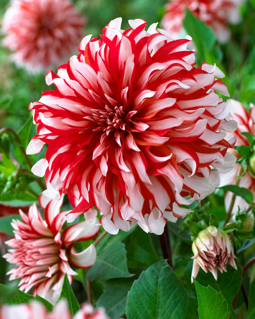 Dahlia Dekorativ Santa Claus 1-pack