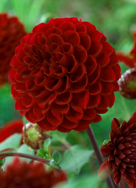 Dahlia Pompon Viking 1-pakning