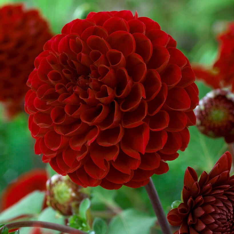 Dahlia Pompon Viking 1-pakke