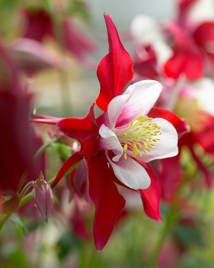 Akleja-Aquilegia Svane Rød og Hvit 2-pakning