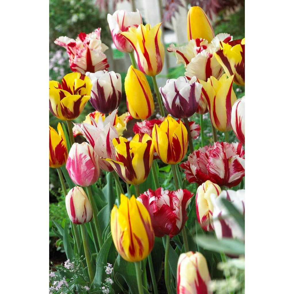 Tulipan Rembrandt Mixed 10-pakning