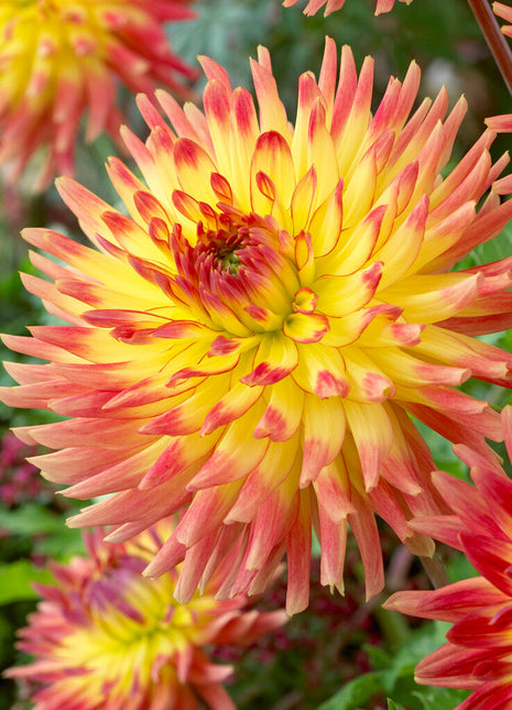 Dahlia Dekorativ Summer Breeze 1-pack