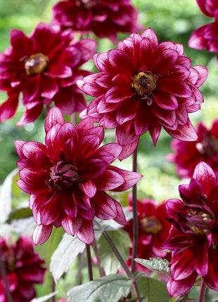 Dahlia Border Darkarin 1-pakning