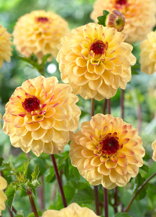 Dahlia Pompon Yellow Jill 1-pakning