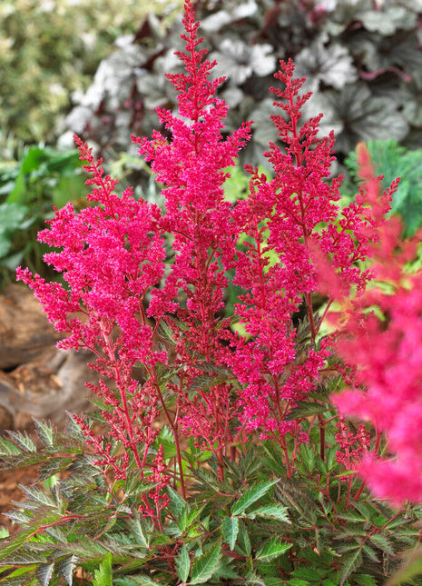 Astilbe Rosa 1-pakning