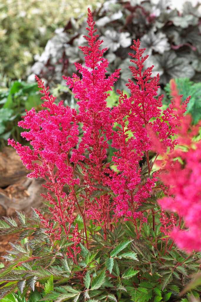Astilbe Rosa 1-pakning