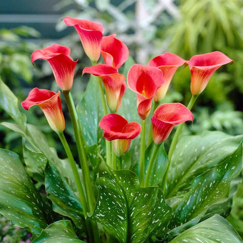 Zantedeschia Red Sox 1-pakke