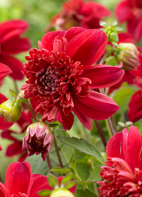 Dahlia Anemone Inca 1-pakning