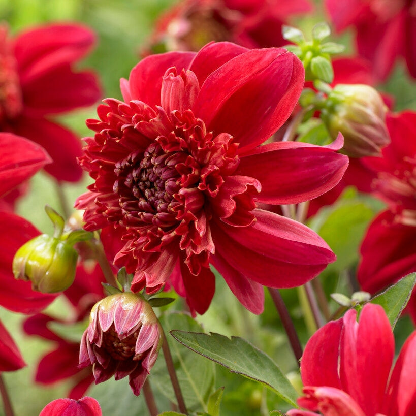 Dahlia Anemone Inca 1-pakning