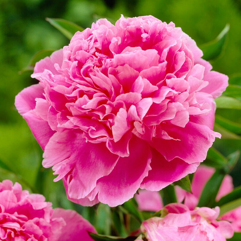 Pion-Paeonia Jacorma 1-pakning