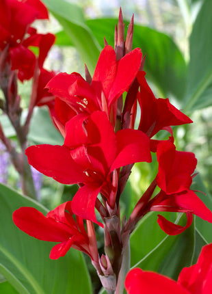 Canna Red 1-pakning