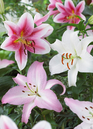 Orientalsk lilje-Lilium Orientalsk Orientalsk Blandet 3-pakning