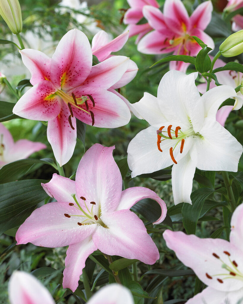 Orientalsk lilje-Lilium Orientalsk Orientalsk Blandet 3-pakning