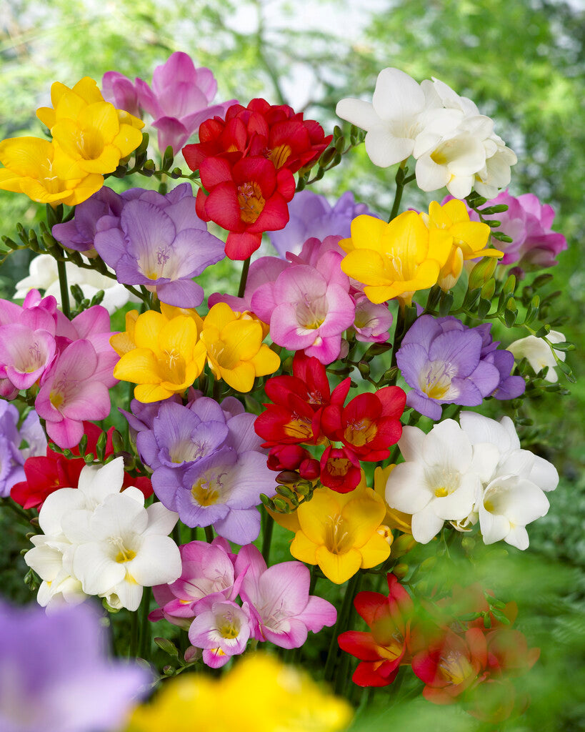 Freesia-Single Mixed 15-pak