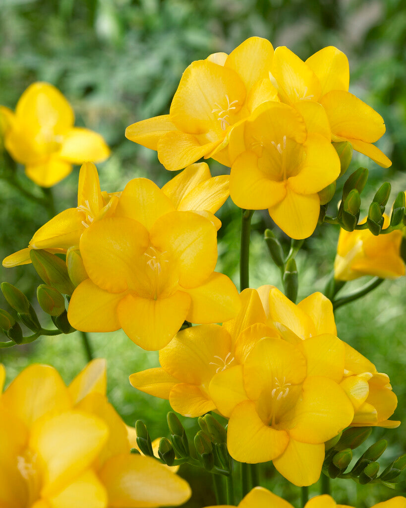 Freesia-Single Gul 15-pak