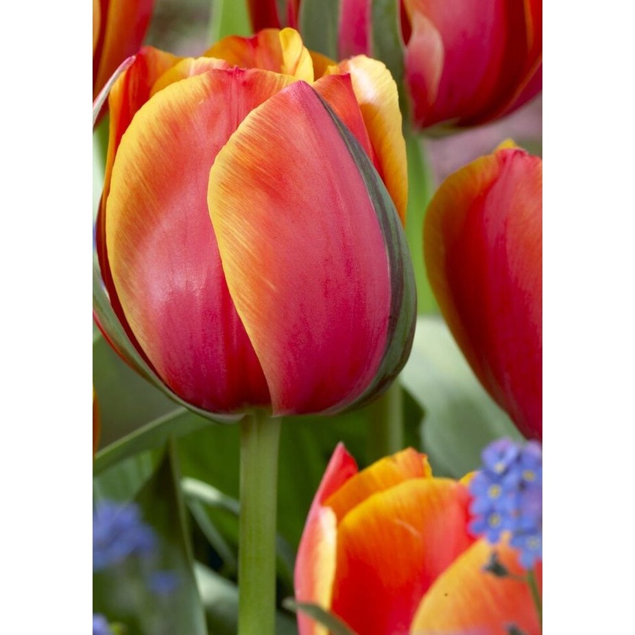 Tulipan 'Queensday' (NY) 7-pakning