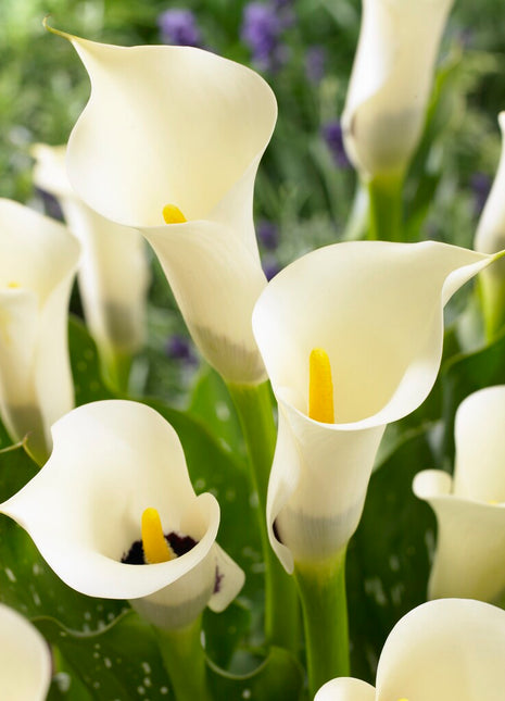 Zantedeschia Black Eyed Beauty 1-pakning