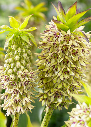 Dusk lilje flekket-Eucomis Bicolor 1-pakning