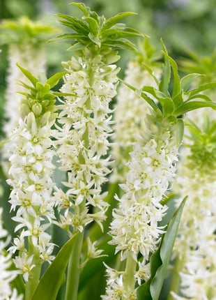 Dusk lilje hvit grønn-Eucomis Autumnalis 2-pak