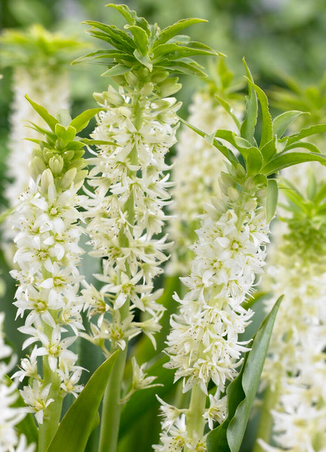 Dusk lilje hvit grønn-Eucomis Autumnalis 2-pak