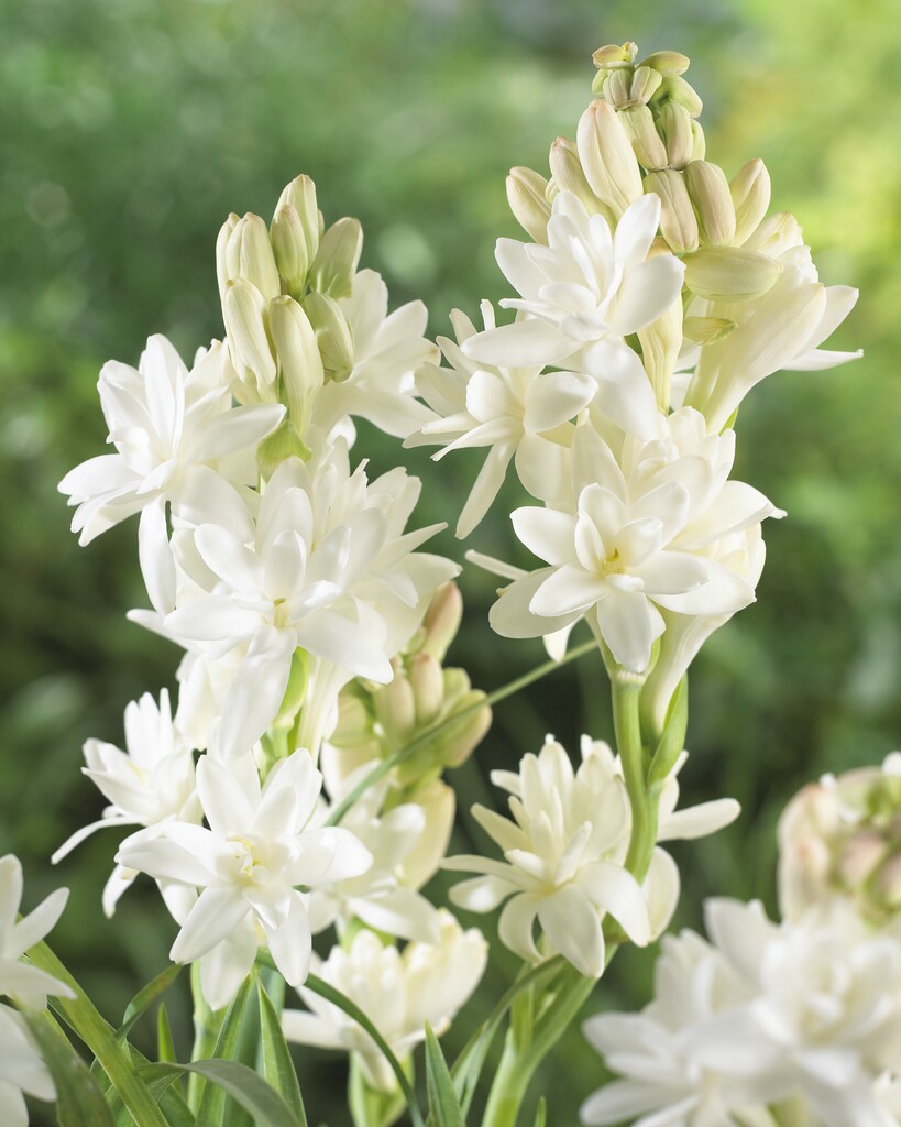 Tuberos-Polianthus Tuberosa 3-pakning