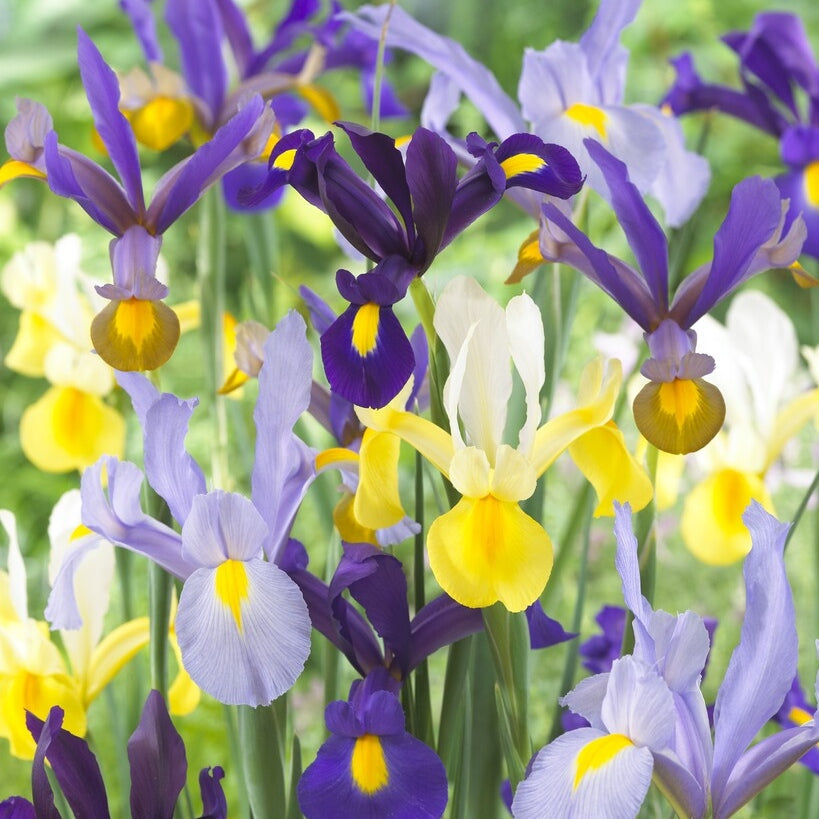 Hollandsk iris-Iris hollandica Hollandica Mixed 15-pakning