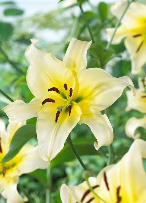 Lily-Lilium Orienpet Late Morning (Treelily) 2-pak