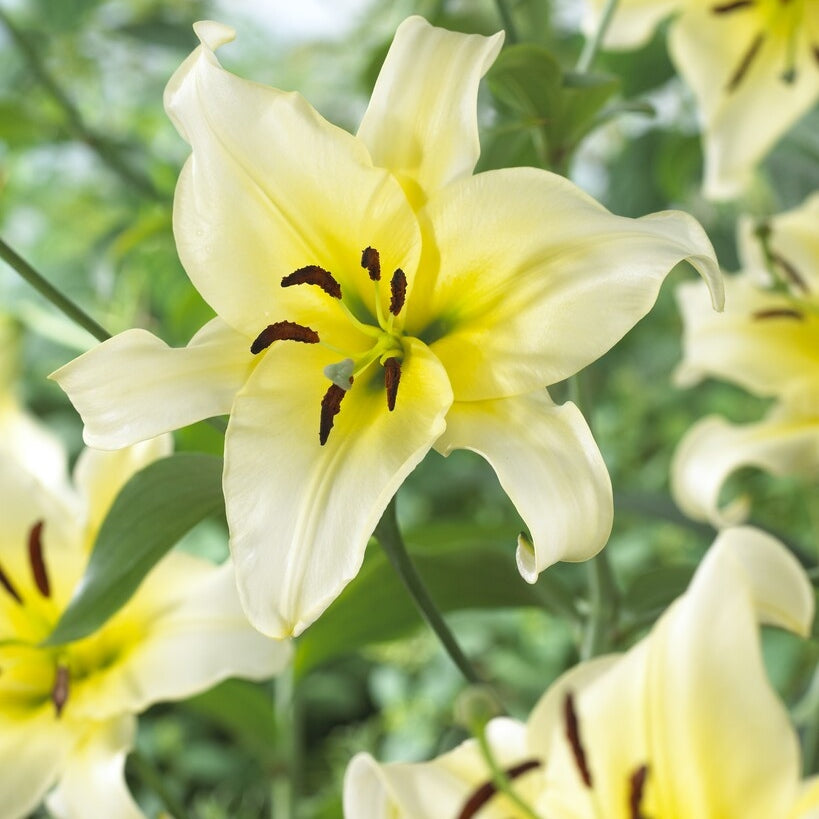 Lilje-Lilium Orienpet Late Morning (Treelily) 2-pakning