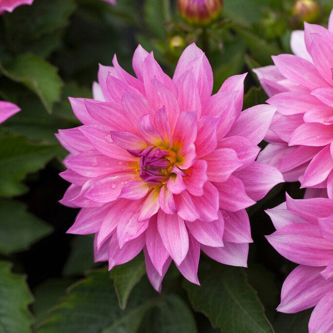 Dahlia Gallerie Renoir 1-pakning