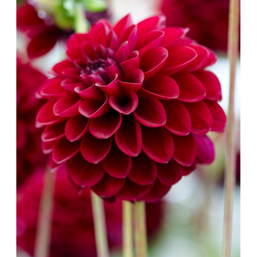 Dahlia Pompon Gipsy Night 1-pakke NYHET