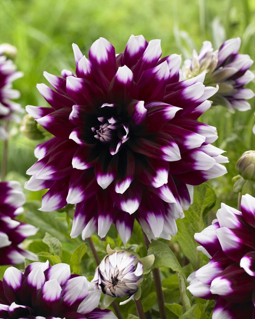 Dahlia Dekorativ Mystery Day 1-pack