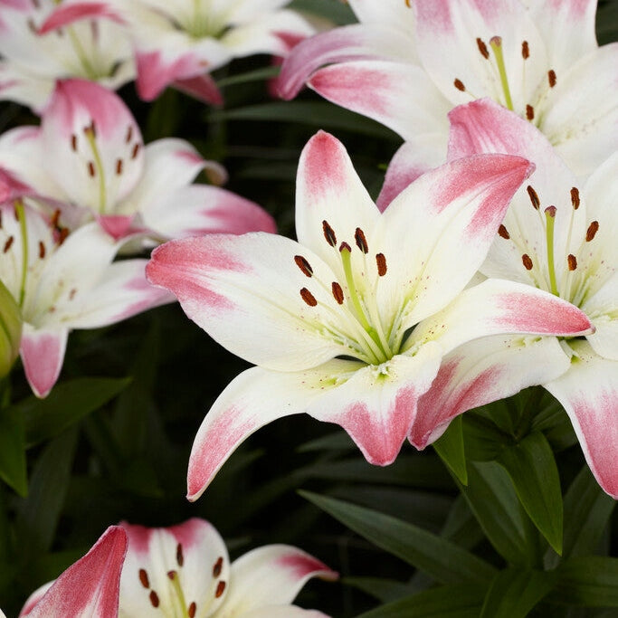 Lilje-Lilium Lollypop 2-pakning