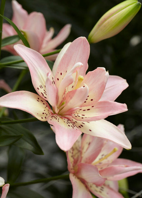 Asiatisk lilje-Lilium Elodie 2-pakning