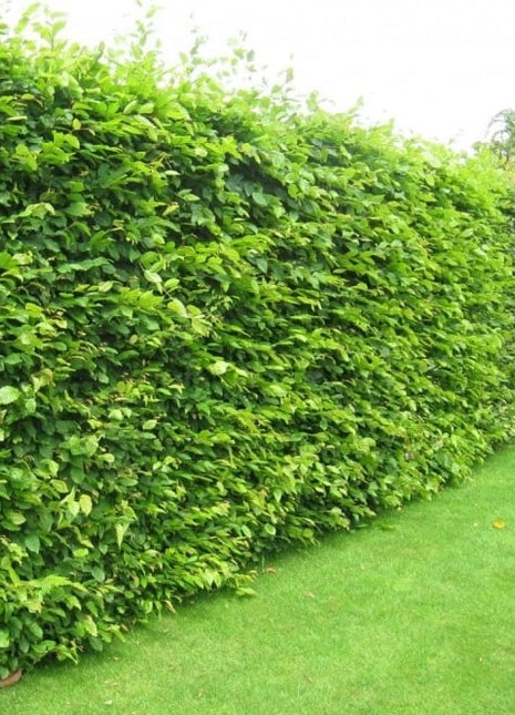 Fagus "Sylvatica" 60-100 cm, Barrot - 25 st 
